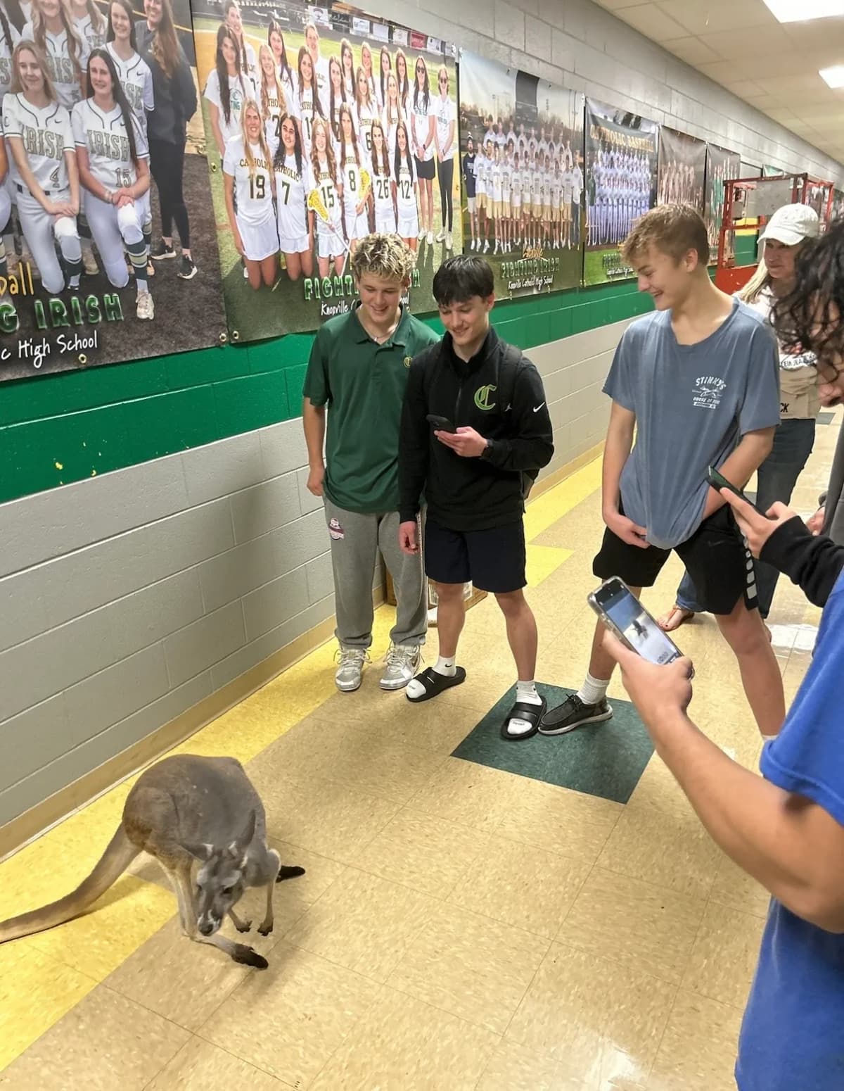 Sophie the kangaroo in school hallway as students watch