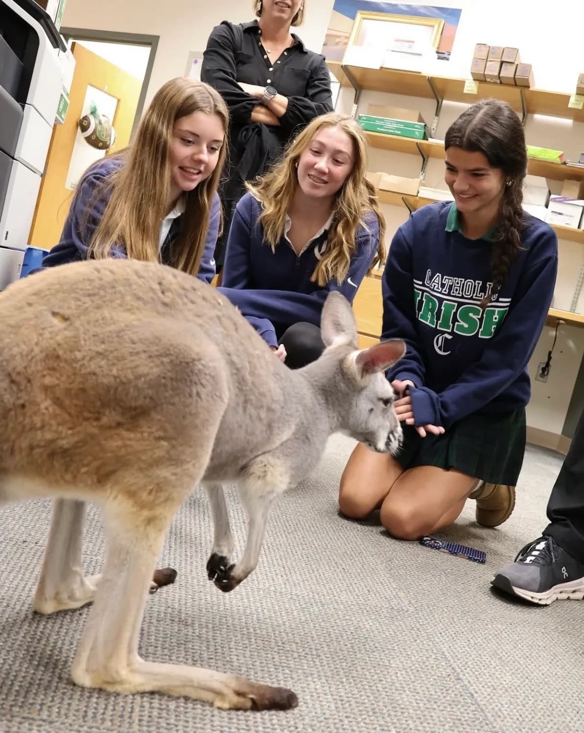 Students petting Sophie the kangaroo in a classroom