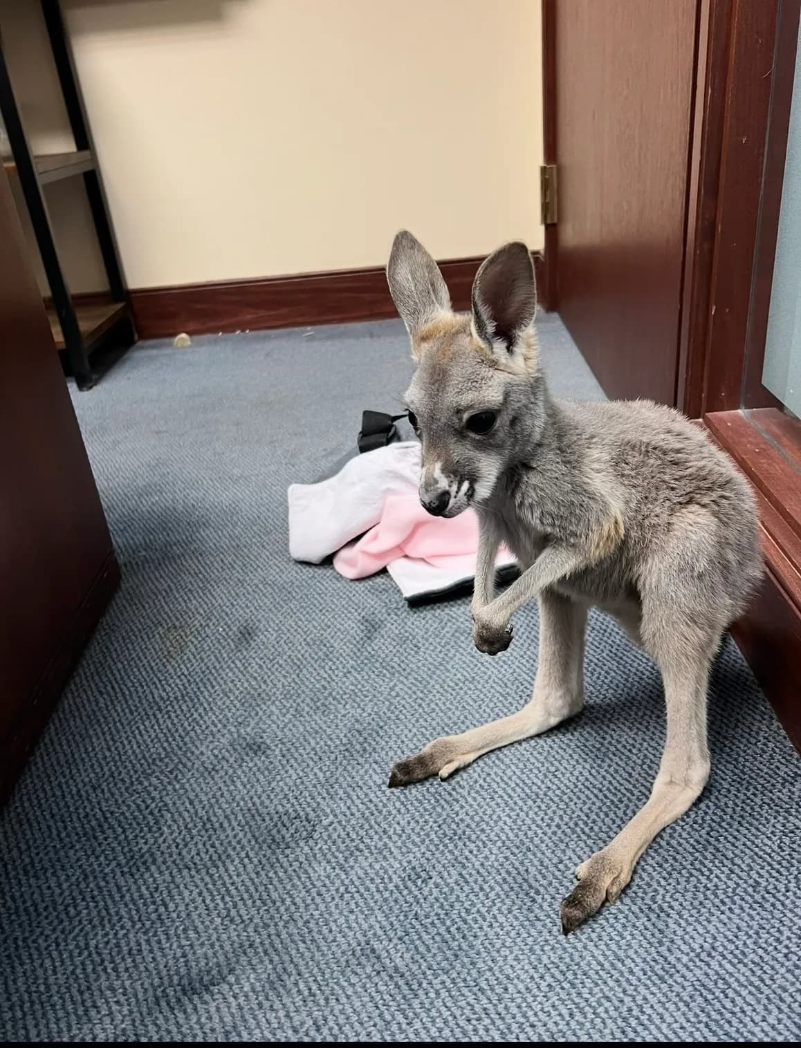 Sophie laying in the office doorway surrounded by toys