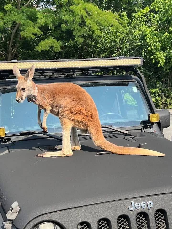 Jack the kangaroo standing on the hood of a Jeep